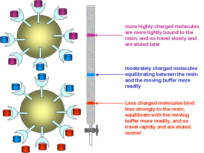 ion exchange chromatography image