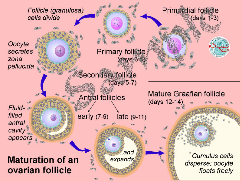 Diagram Diagram Of Maturation Of Follicle Mydiagram Online