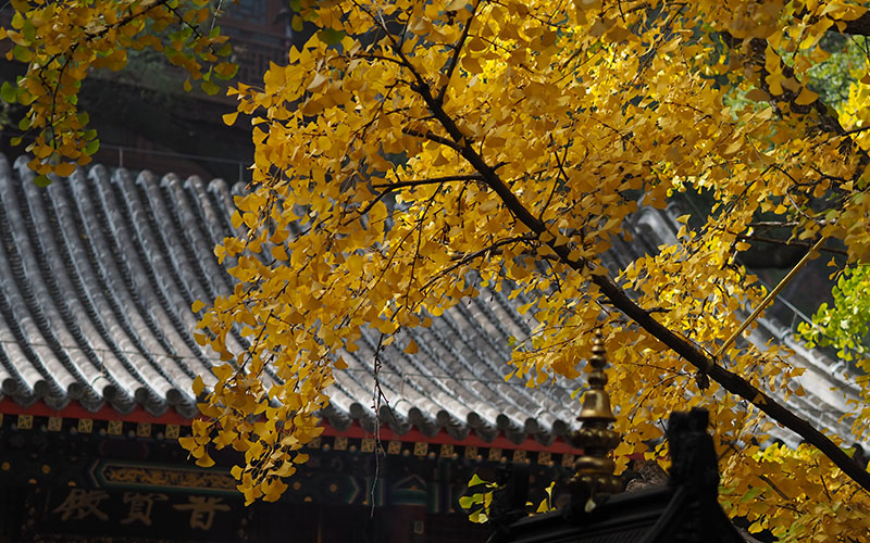 Tree with yellow leaves in front of a building