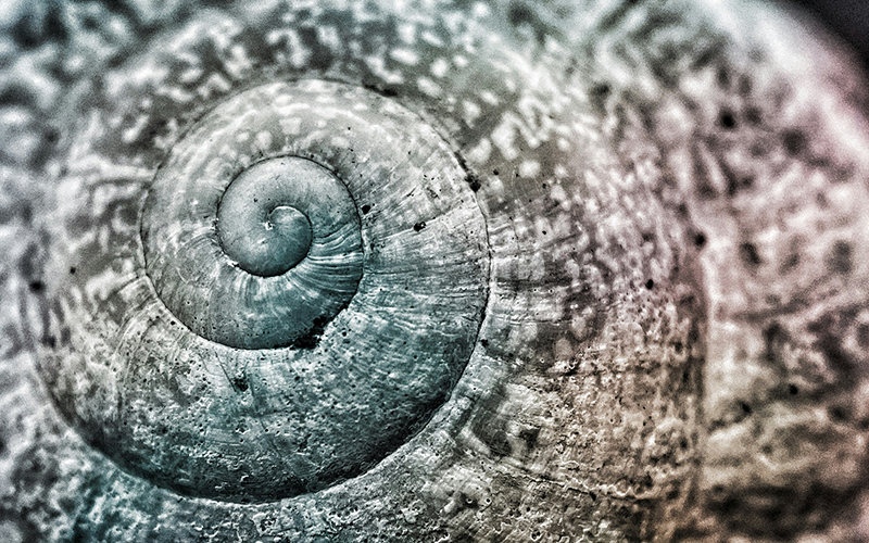 Close up image of a gray shell