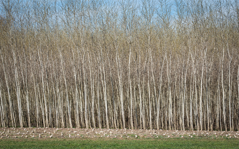 photo of a row of trees 