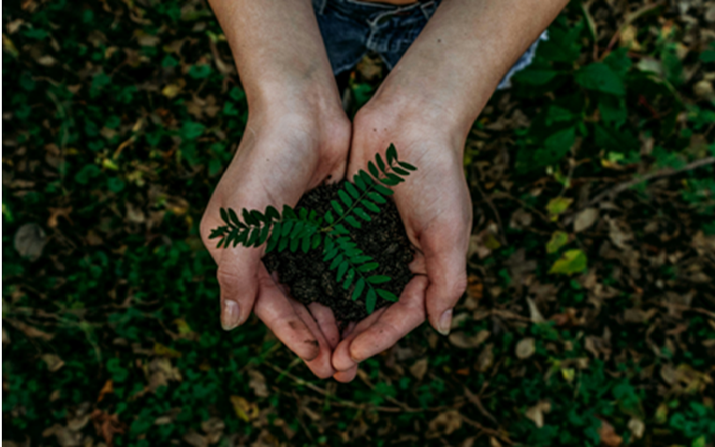 Person holding seedling