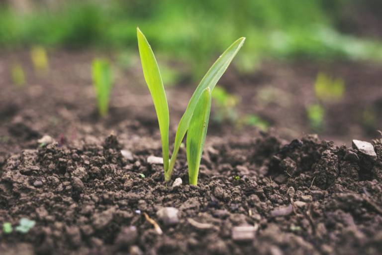 Seedling in soil