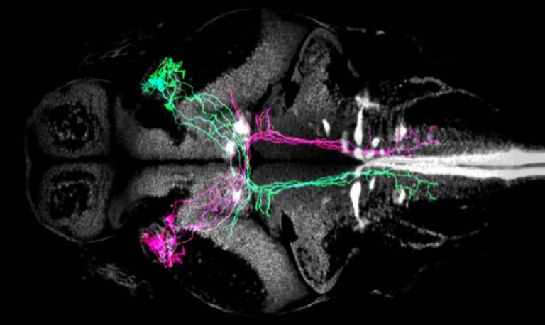 Pretectal neurons. These cells comprise a command system to control hunting behaviour in zebrafish.