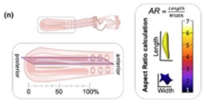 Schematic representation of a midsagittal fracture with posterior-pre-somatic mesoderm (PSM) represented as 0% of its length and anterior-PSM as 100%