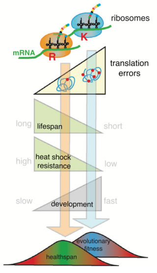 Schematic representation of the effect of RPS23 K60R hyperaccuracy mutant on lifespan, heatshock stress, and development 