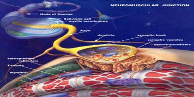 Human mitochondrial diseases