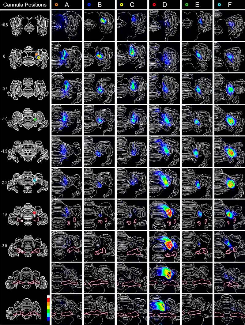 CNQX distribution within the cerebellar cortex