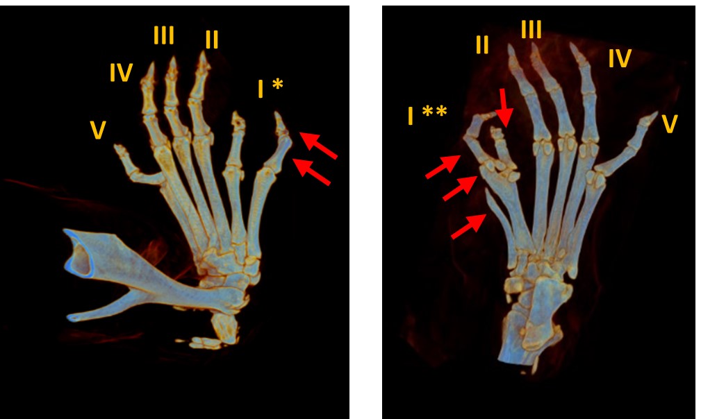 Developing mouse limb buds