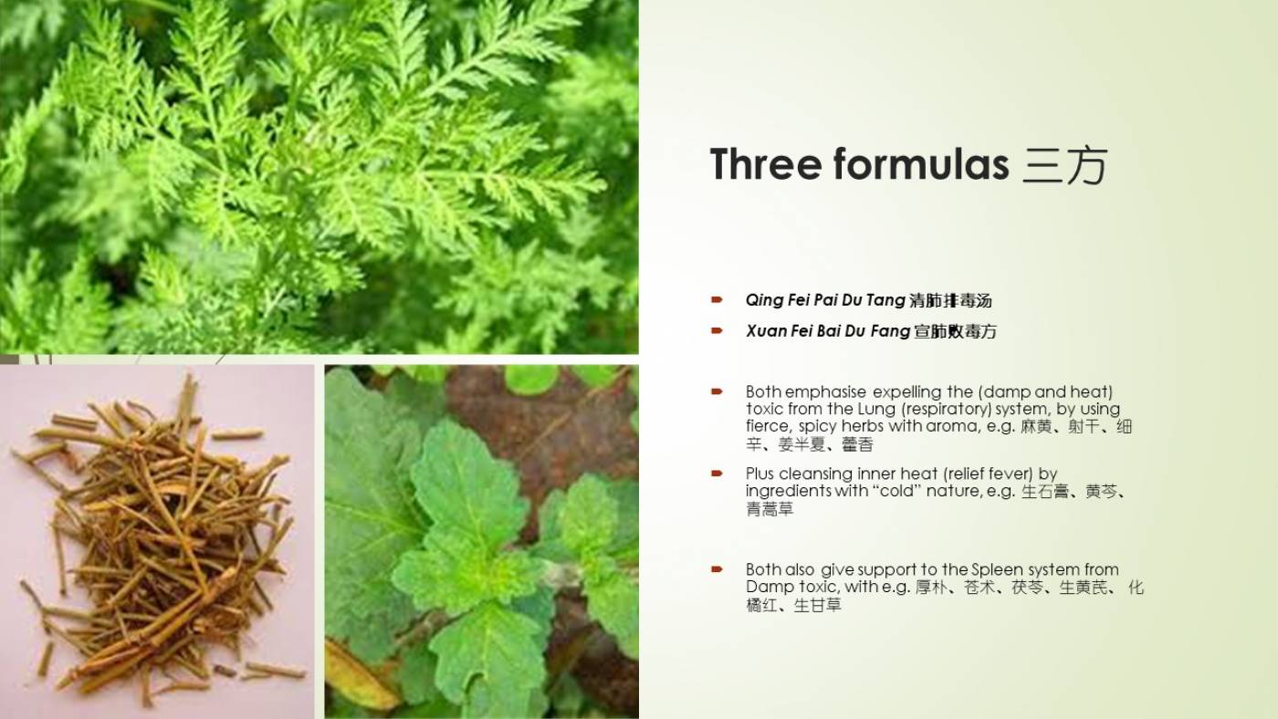 Medicinal Plant Mugwort. Artemisia Annua — A much underestimated…, by Mark, Health Publication