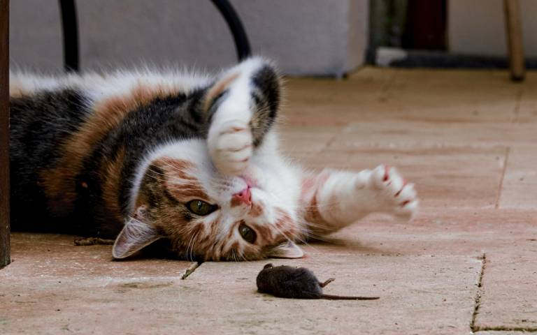 Cat eating their outlet kittens