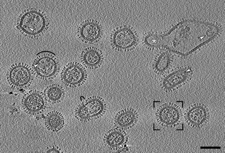 common cold virus microscope