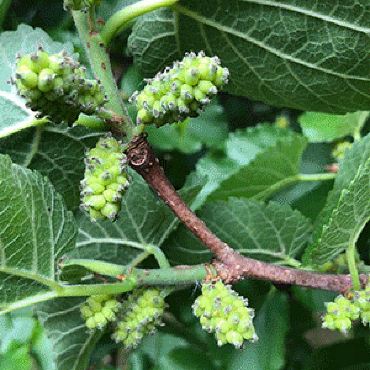 The Bethnal Green Mulberry Tree - Whitechapel Gallery