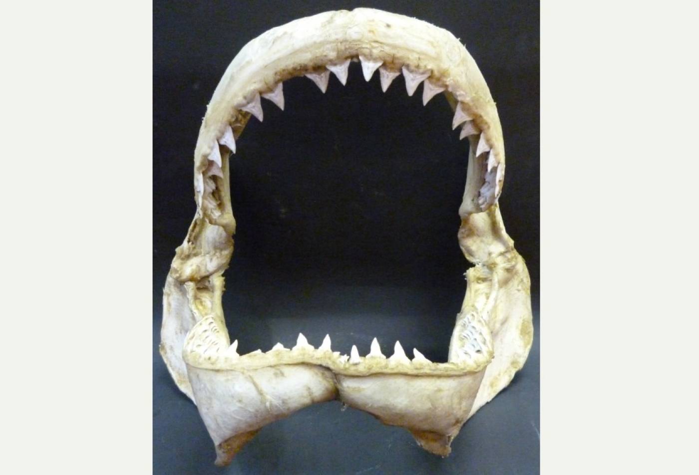 bull shark jaw