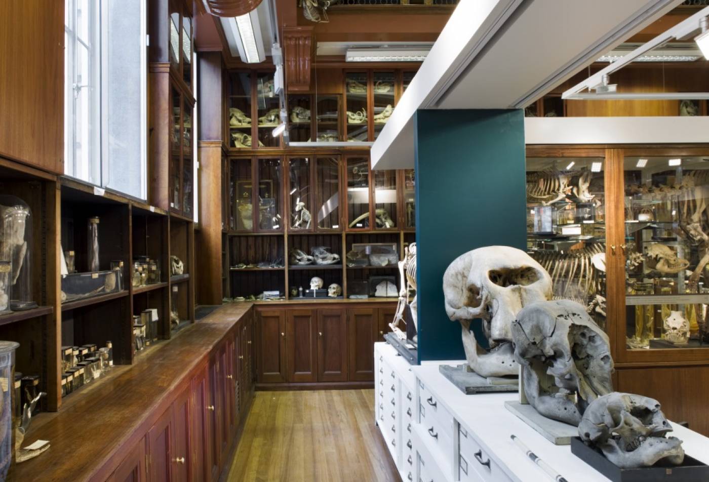 7 Elephant heart | Culture Online - UCL – University College London