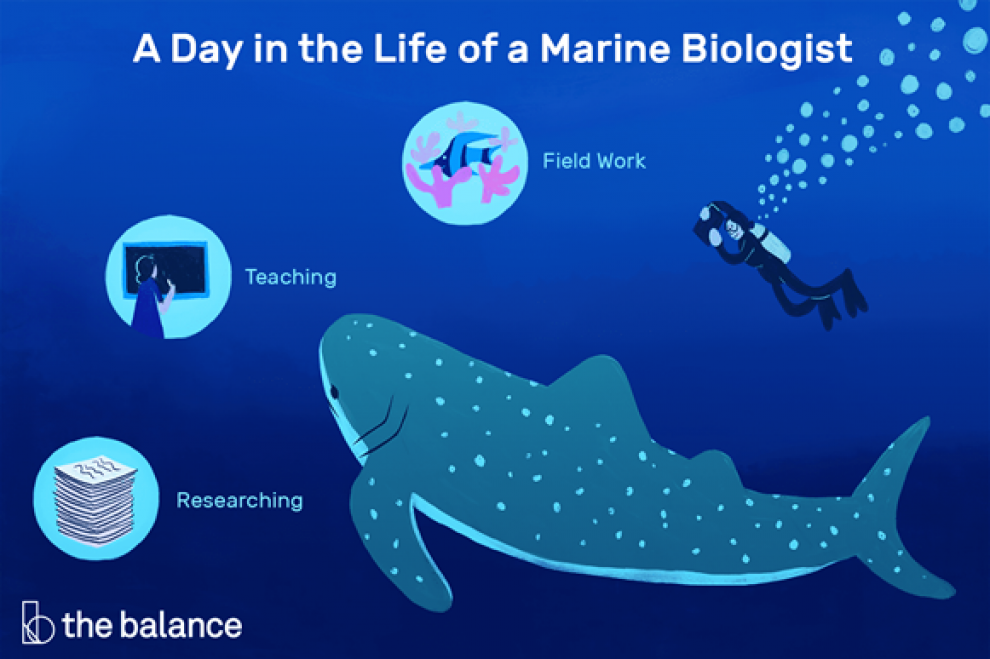 What Do Marine Biologists Do? | Culture Online - UCL – University ...