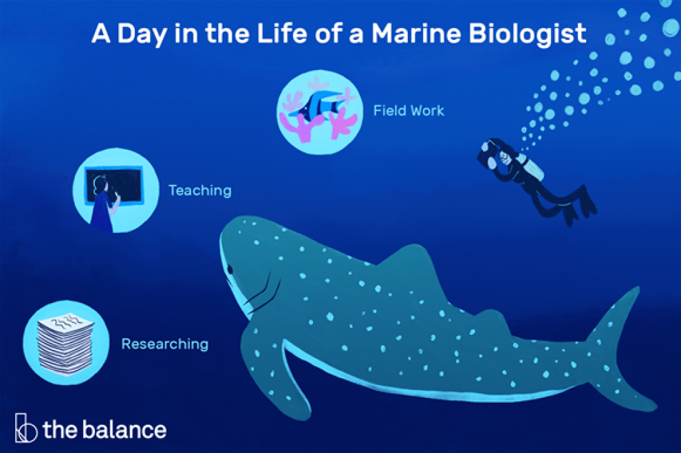 what-do-marine-biologists-do-culture-online-ucl-university-college-london