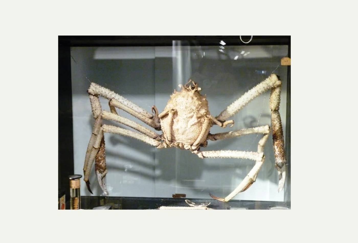 2 Japanese Spider Crab Culture Schools Projects Ucl University College London