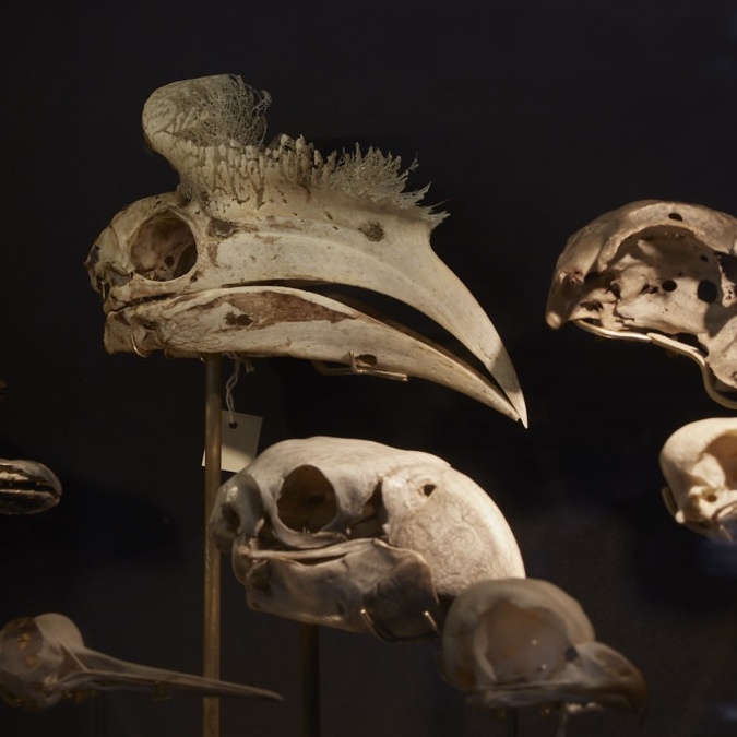 Colour photos of bird skulls in the dark