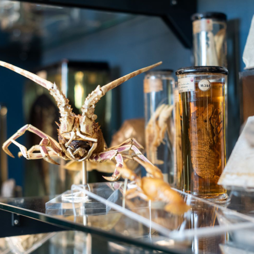 博物馆陈列架上的甲壳动物标本和其他标本