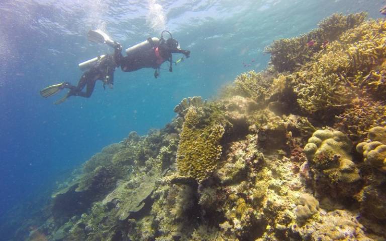 A diver explores a coral reef.