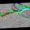 Image of mitochondriarecon