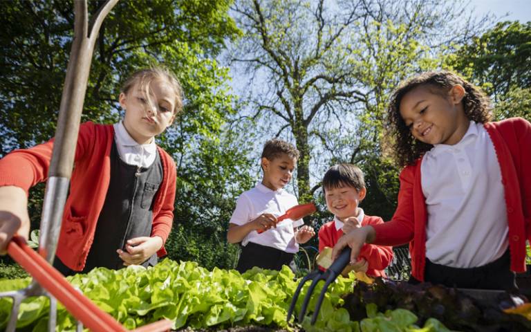 Four children in school uniform outside with small rakes gardening on a sunny day and looking happy