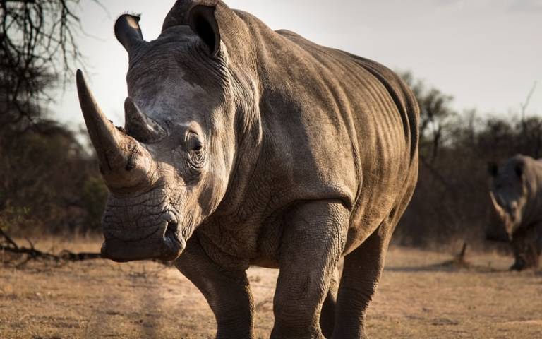 Watch out for the Grey Rhino: The Connection Between Climate