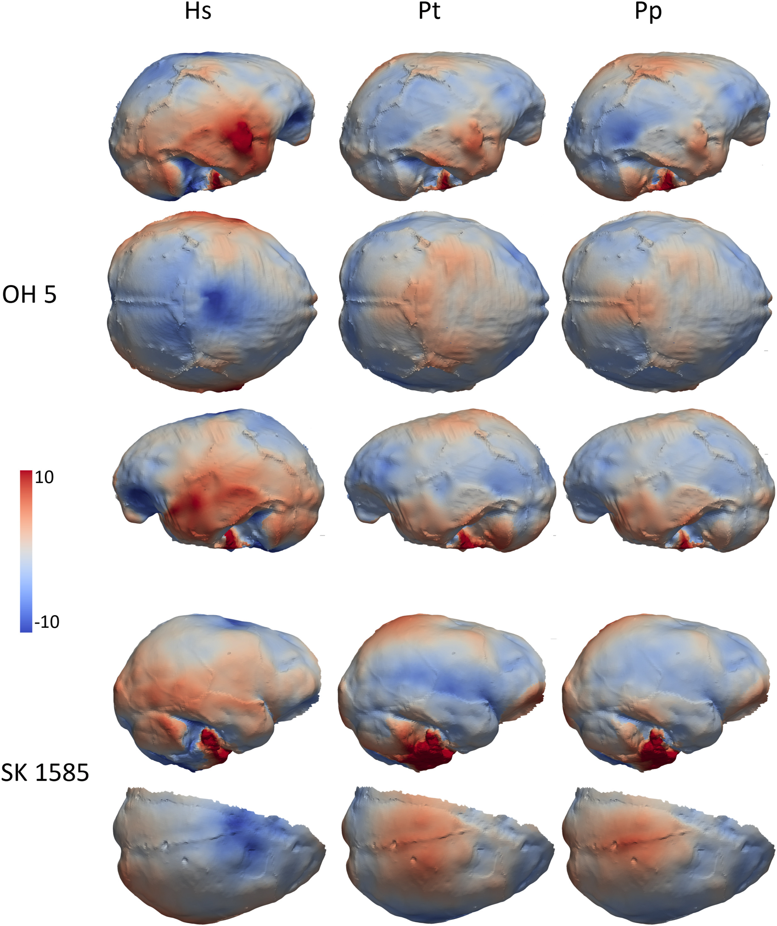 The Palaeoneurology of Paranthropus  Human Evolution @ UCL - UCL –  University College London