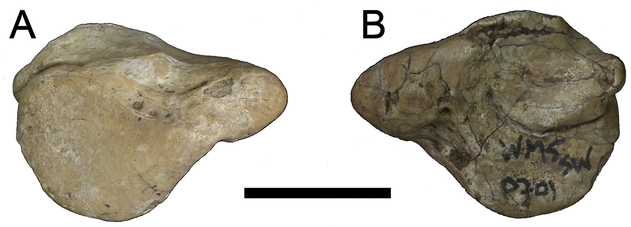 ardipithecus fossils