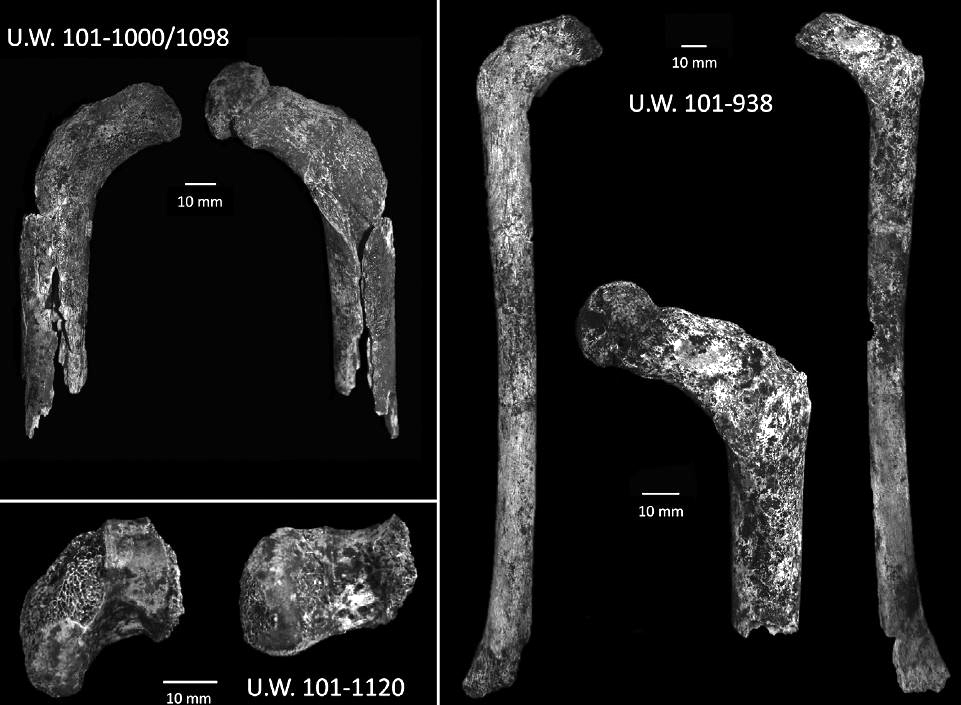 Homo Naledi Was Adapted For Long Distance Walking And Possibly Running Human Evolution Ucl Ucl University College London