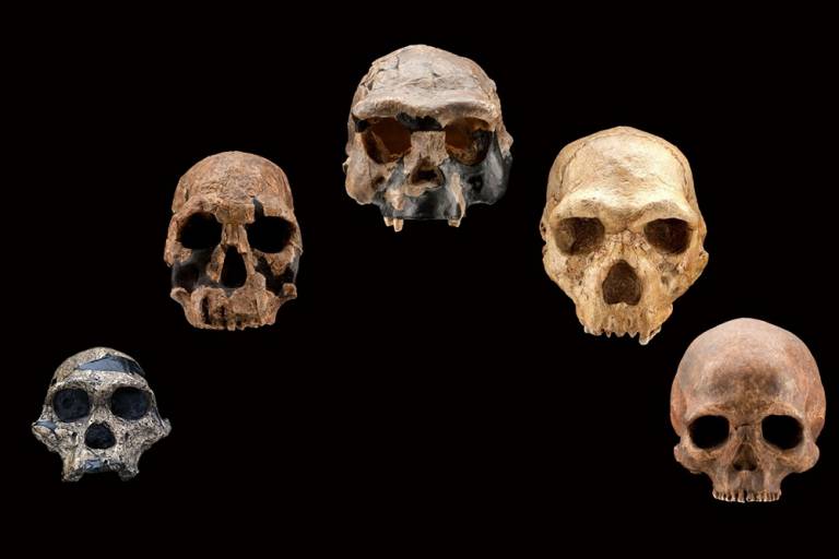 A Selection of Hominin Skulls