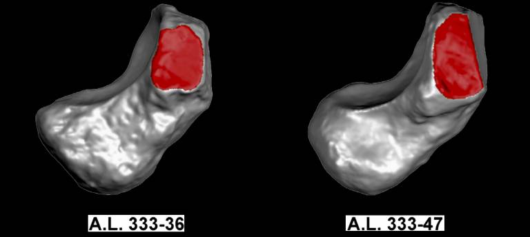 Navicular Morphology of Australopithecus afarensis