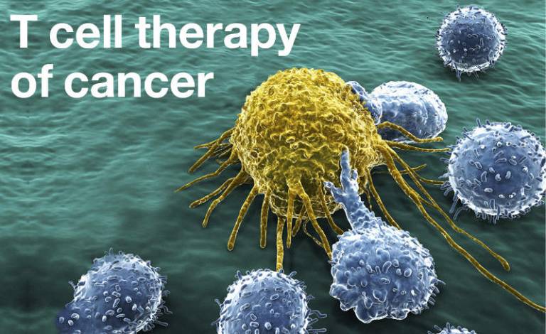 T Cell Therapy Of Cancer Institute Of Immunity And Transplantation Ucl University College