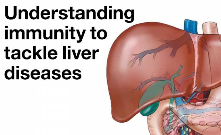 Understanding Immunity To Tackle Liver Diseases Institute Of Immunity And Transplantation 