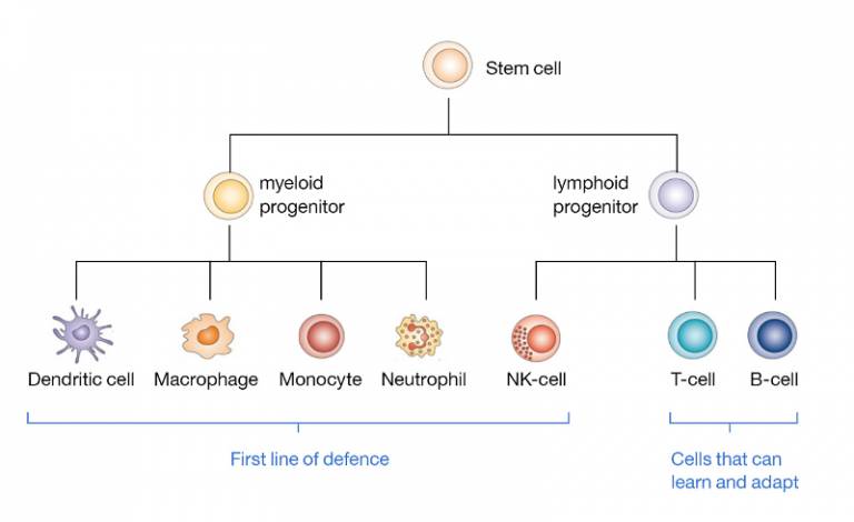 Immunodeficiency Institute Of Immunity And Transplantation Ucl