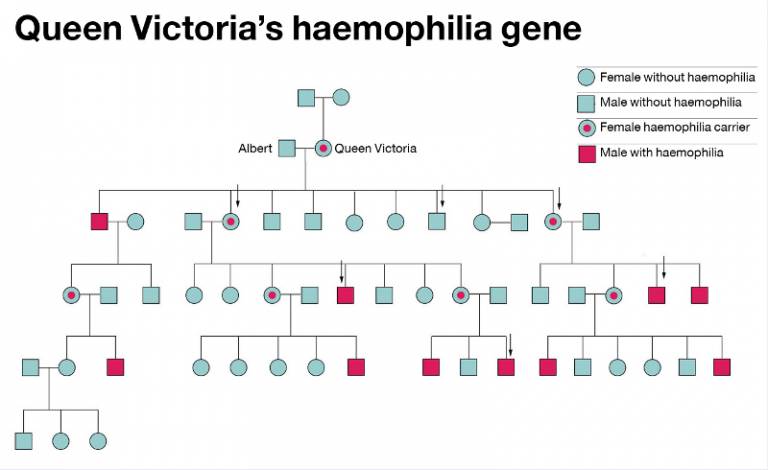 Haemophilia | Institute of Immunity and Transplantation - UCL