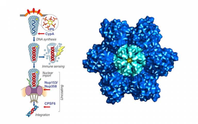 Capsid cofactor interations