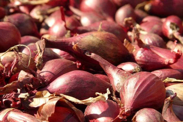 Persian shallots could aid fight against antibiotic resistant TB