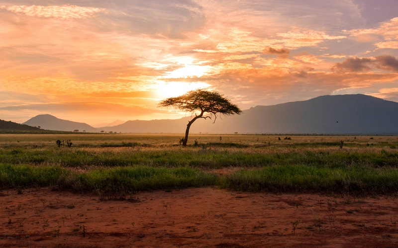 Tree with sunset behind, Tsavo East National Park Kenya, Africa