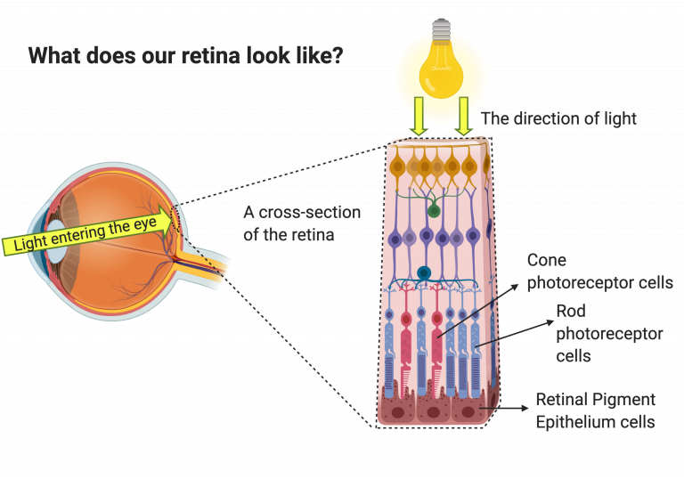 The retina and retinal pigment epithelium (RPE) UCL Institute of