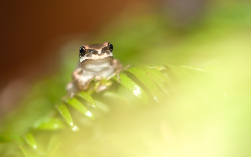 Frog on leaf