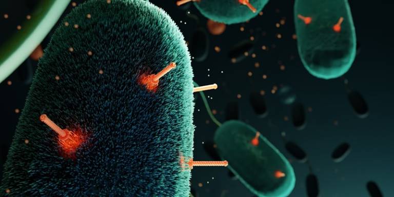 A phage-tail-like bacteriocin targets and kills neighboring non-self bacteria