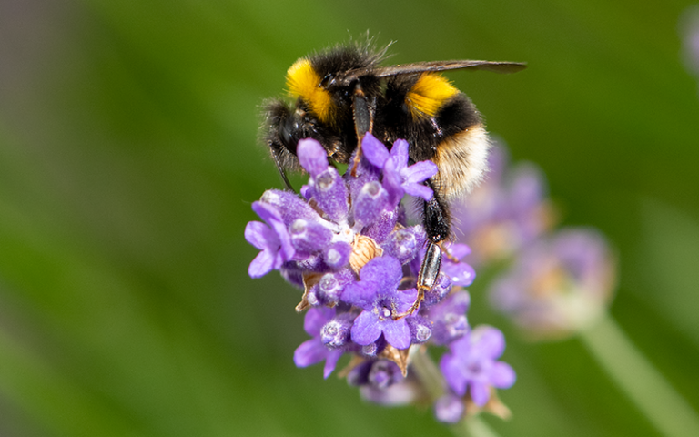 Bee on a flower