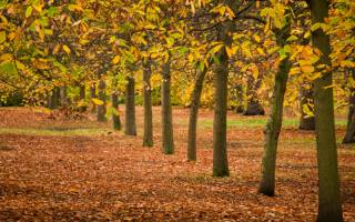 Autumn trees