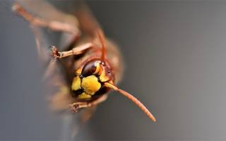 wasp on wood