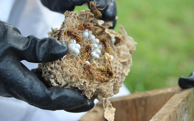 wasp nest being handled by gloved hands 