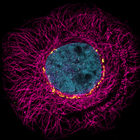 显示细胞核和细胞骨架的荧光细胞 