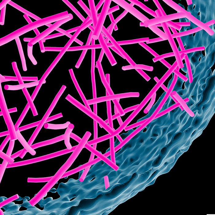 Cytoskeleton Club | LMCB - MRC Laboratory for Molecular Cell Biology