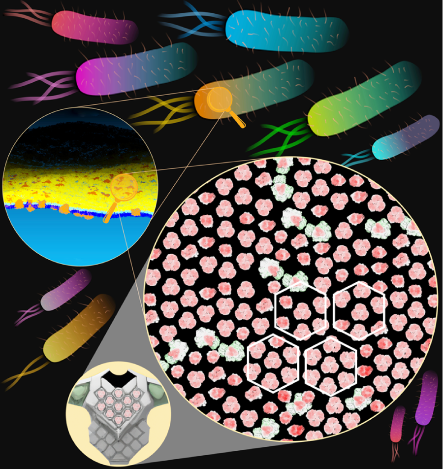 Magnified view of the E. coli outer membrane  